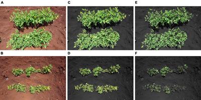 Exploration of Alternative Approaches to Phenotyping of Late Leaf Spot and Groundnut Rosette Virus Disease for Groundnut Breeding